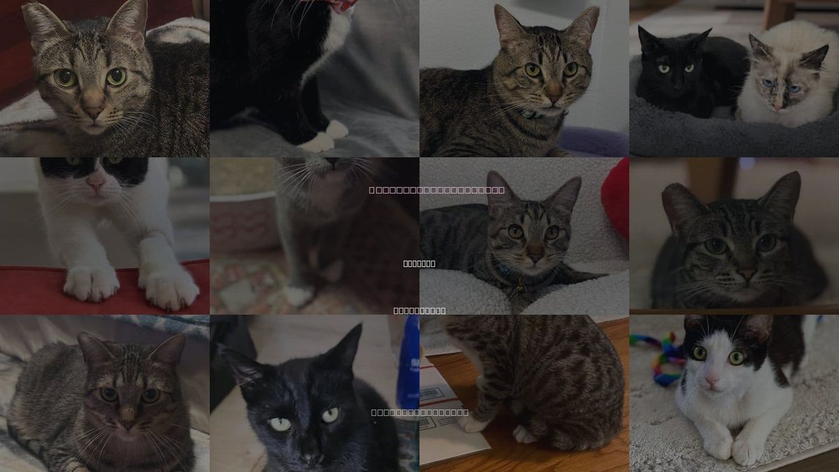 Cats for Adoption in Menifee, California