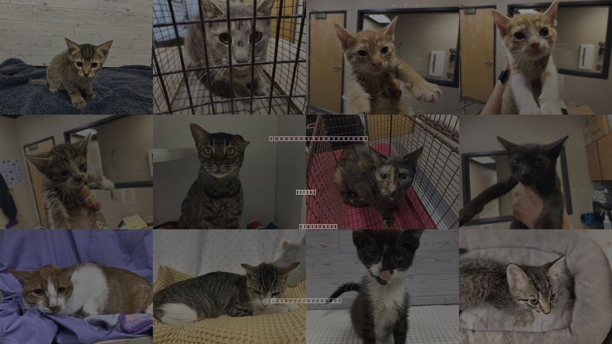 Cats for Adoption in Merced, California