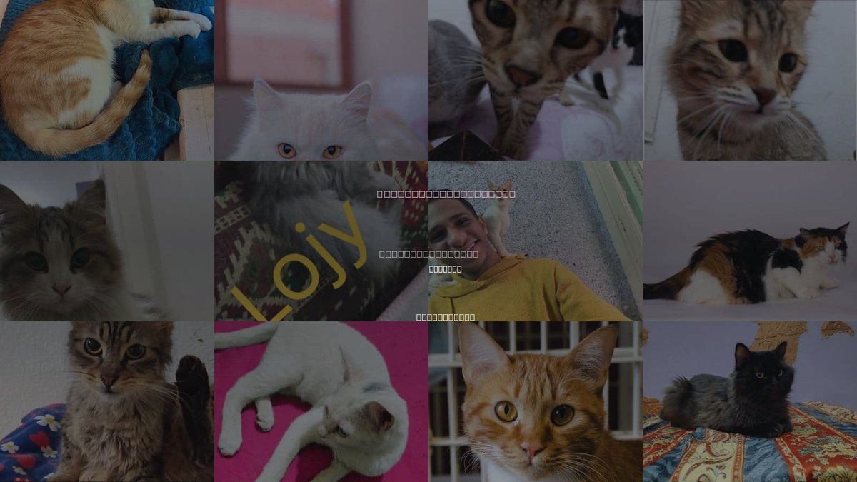 Cats for Adoption in Meriden, Connecticut