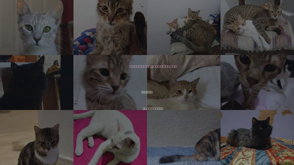 Cats for Adoption in Meriden, Connecticut