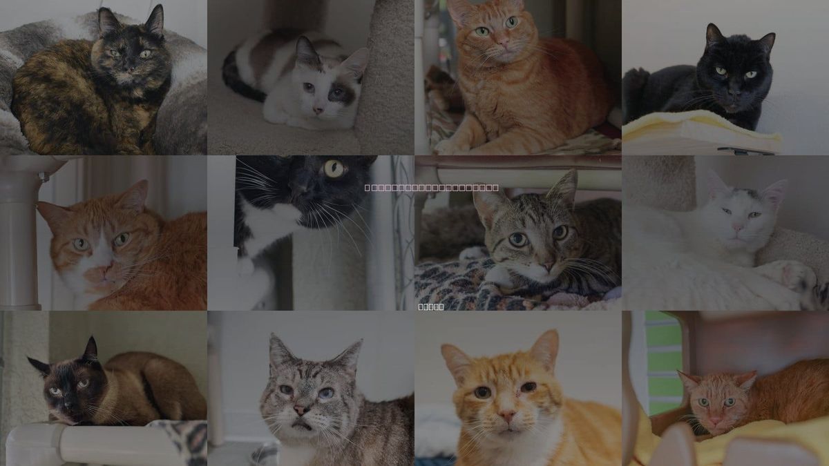 Cats for Adoption in Meridian, Idaho