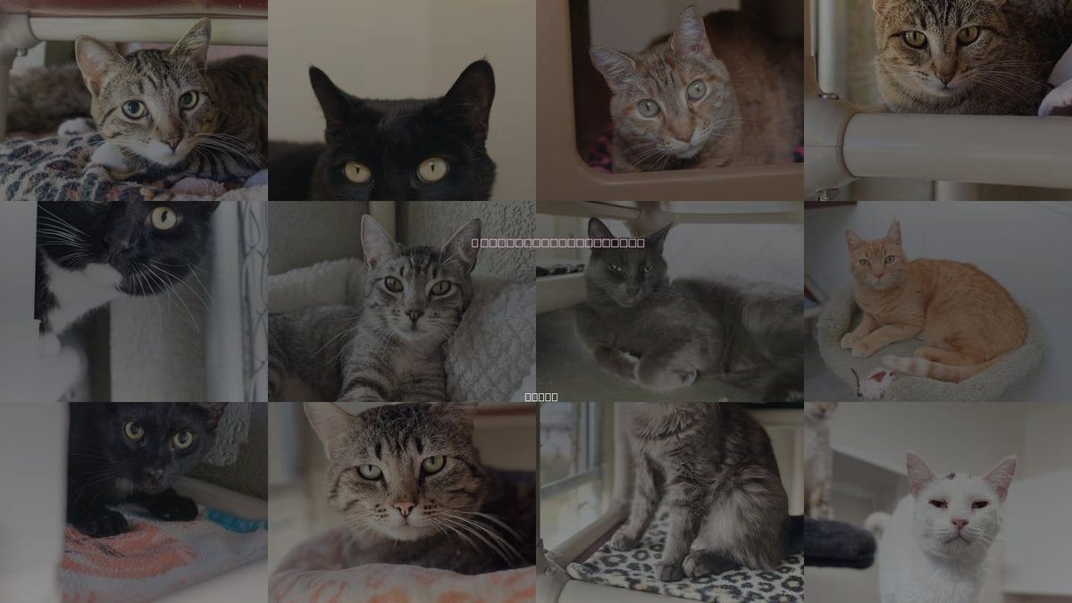 Cats for Adoption in Meridian, Idaho