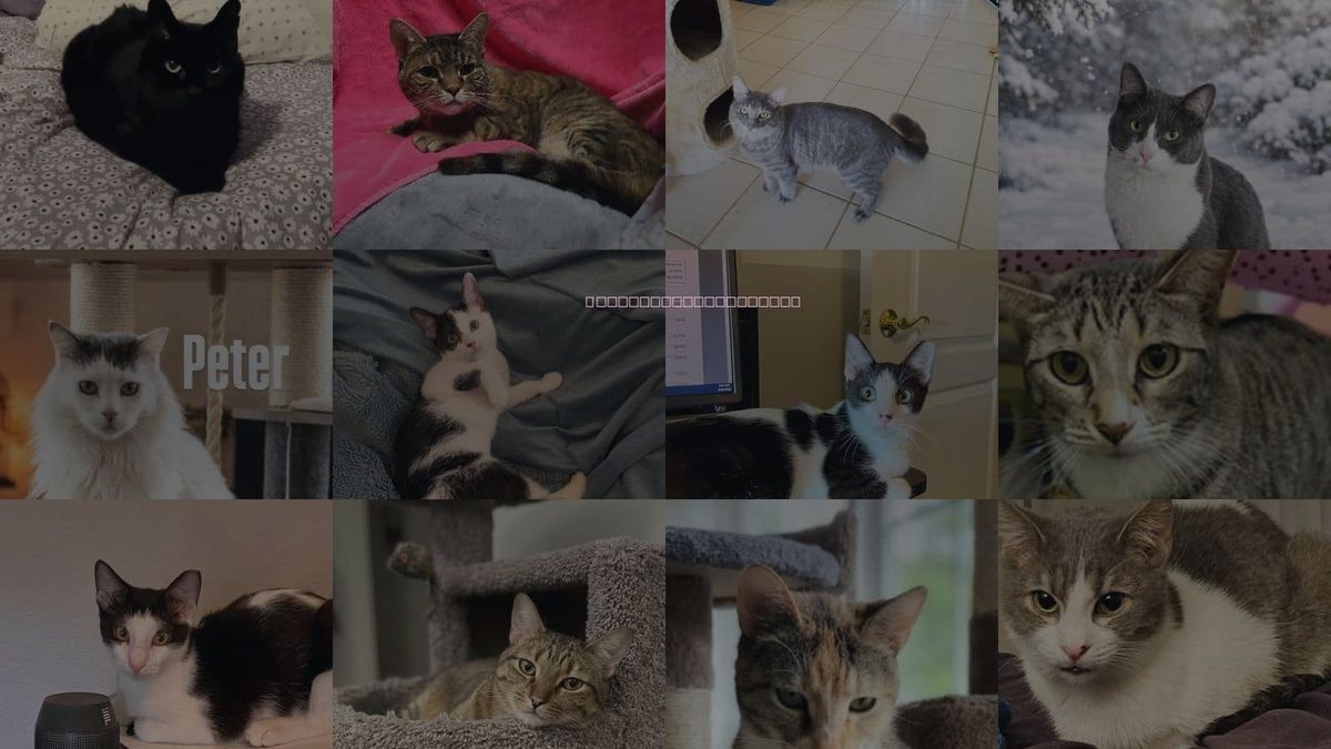 Cats for Adoption in Mesa, Arizona