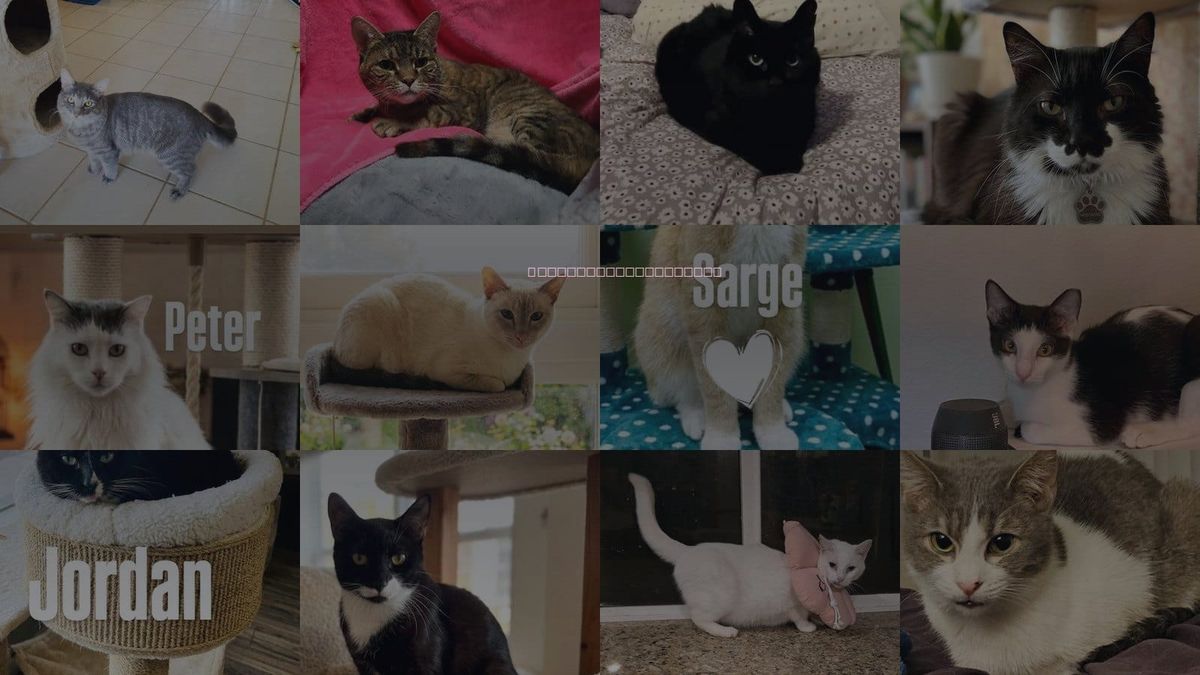 Cats for Adoption in Mesa, Arizona