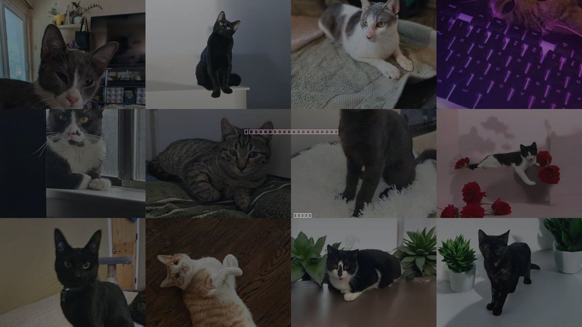 Cats for Adoption in Mesquite, Texas