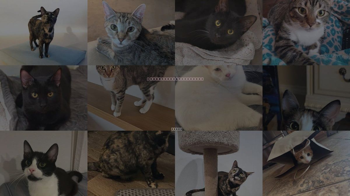 Cats for Adoption in Mesquite, Texas