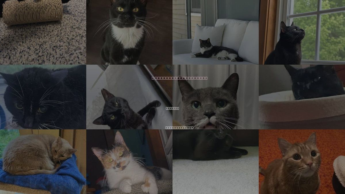Cats for Adoption in Methuen, Massachusetts