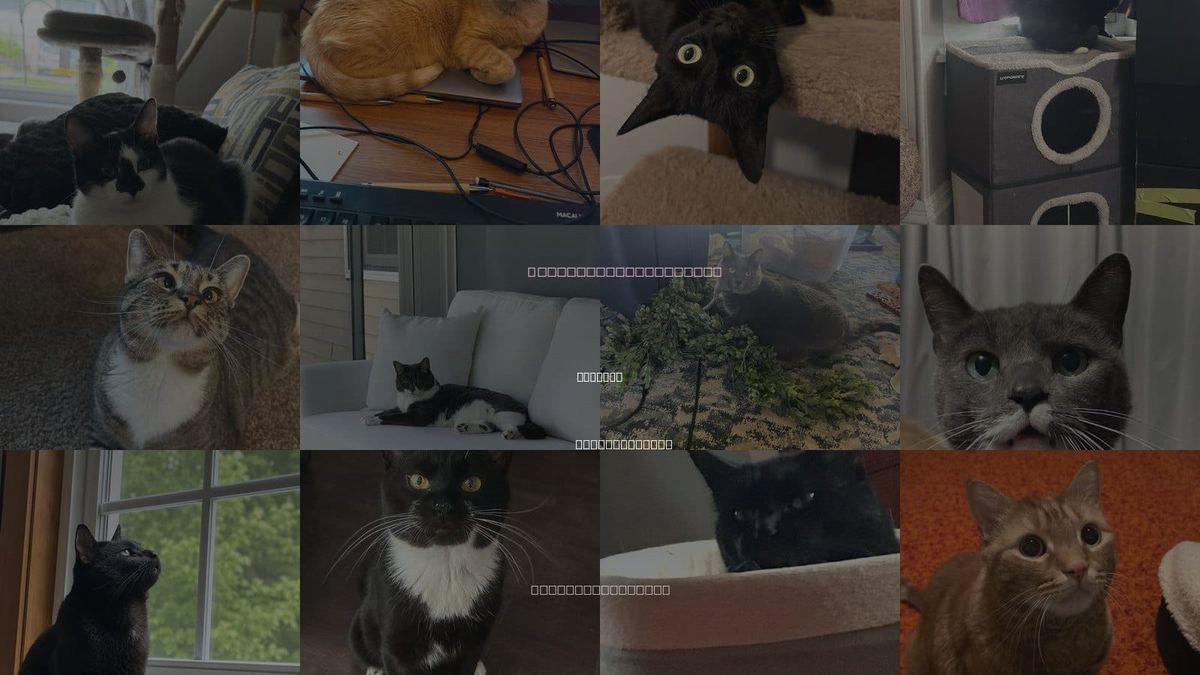Cats for Adoption in Methuen, Massachusetts