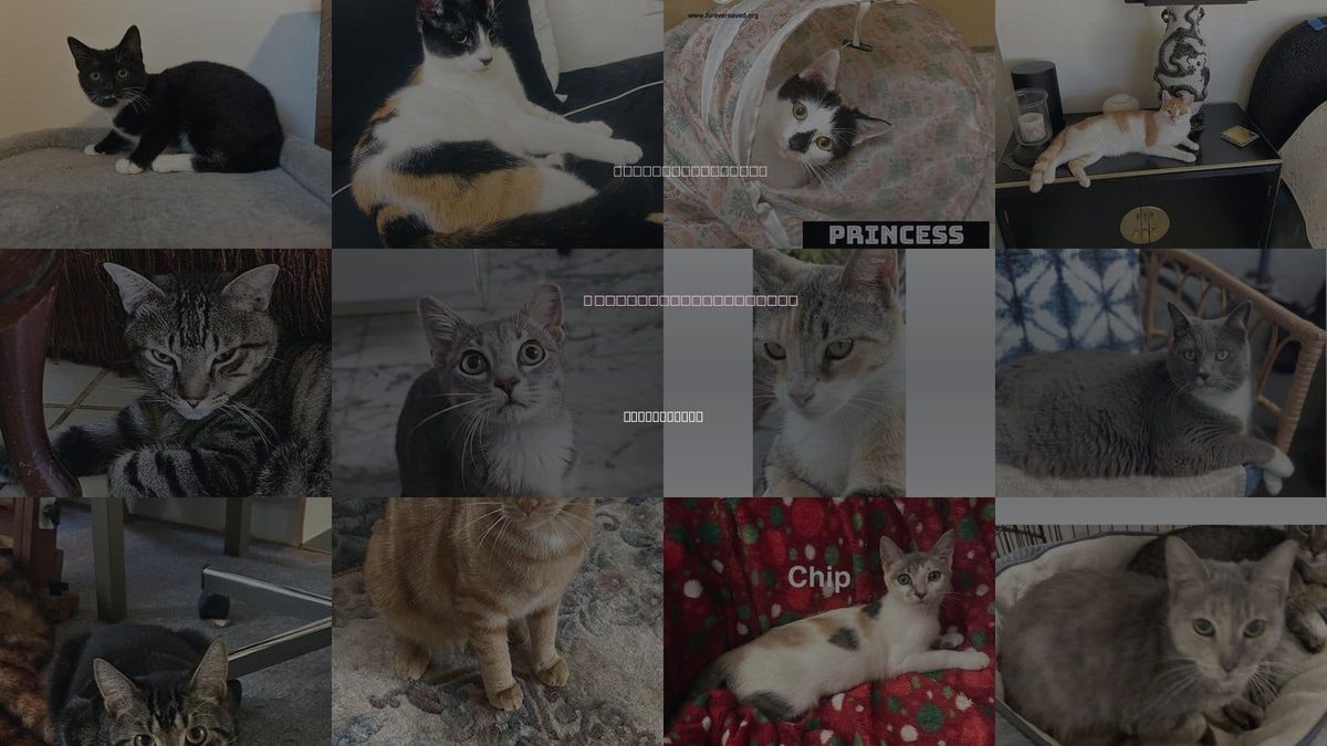 Cats for Adoption in Miami Beach, Florida