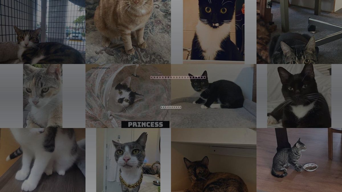 Cats for Adoption in Miami Beach, Florida