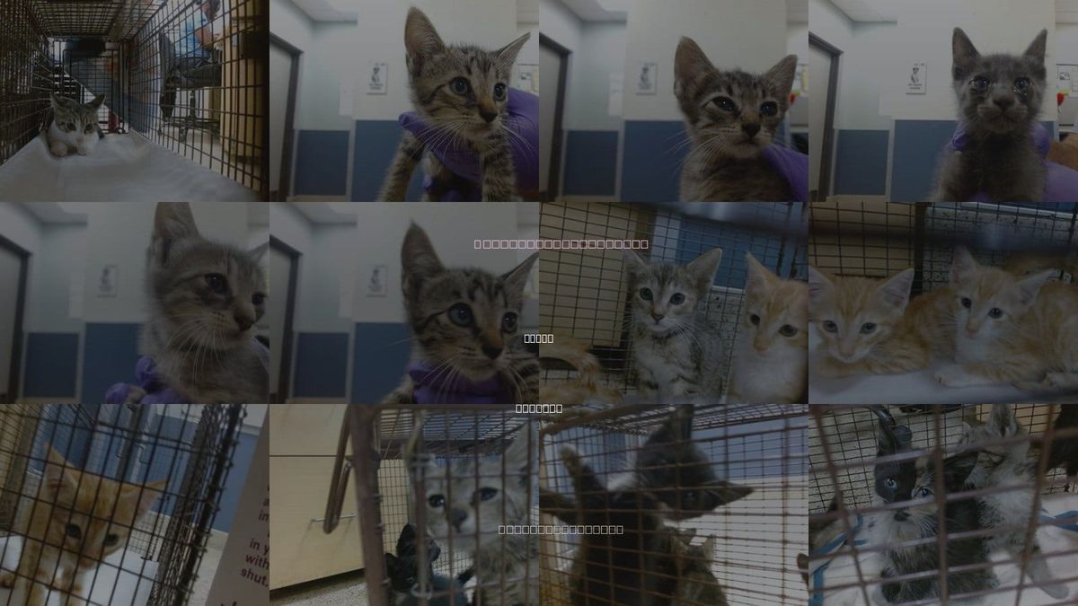 Cats for Adoption in Miami, Florida
