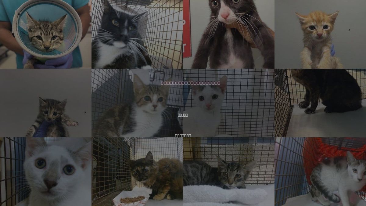 Cats for Adoption in Miami, Florida