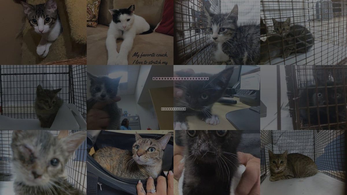 Cats for Adoption in Miami Gardens, Florida