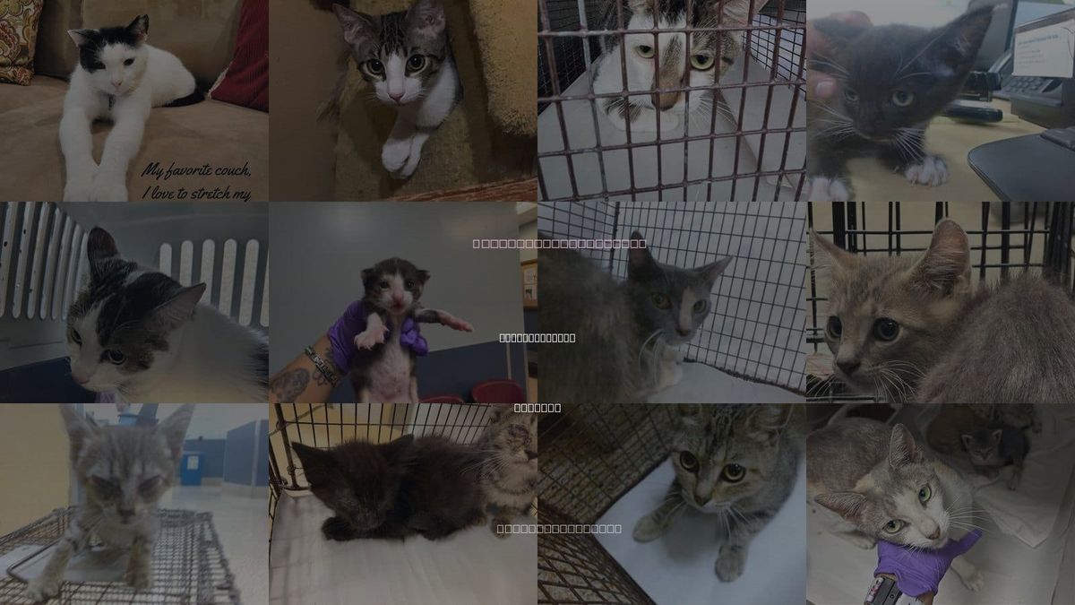 Cats for Adoption in Miami Gardens, Florida