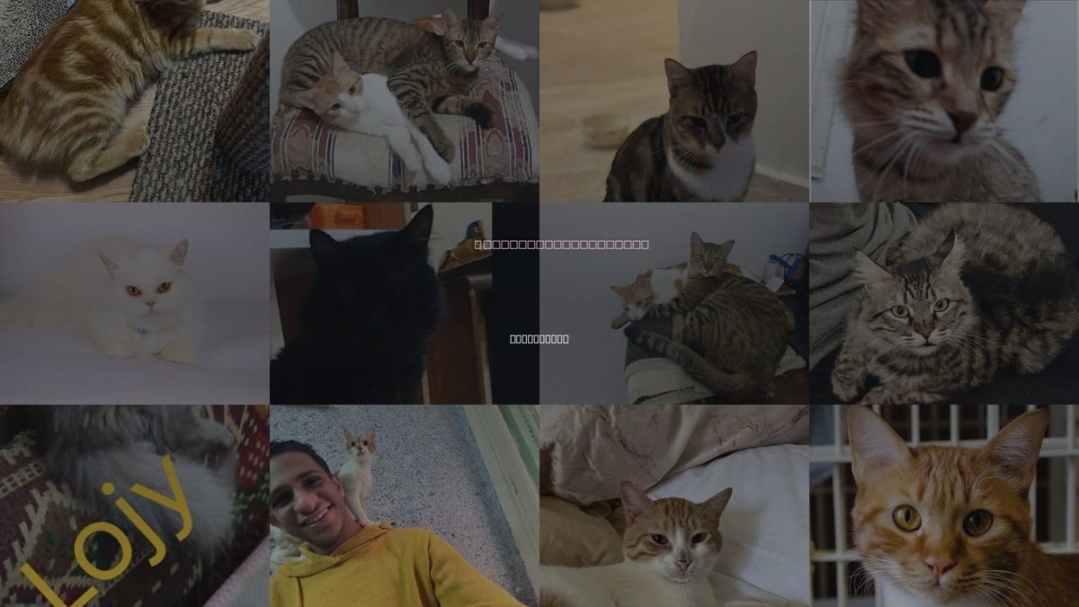 Cats for Adoption in Middletown, Connecticut