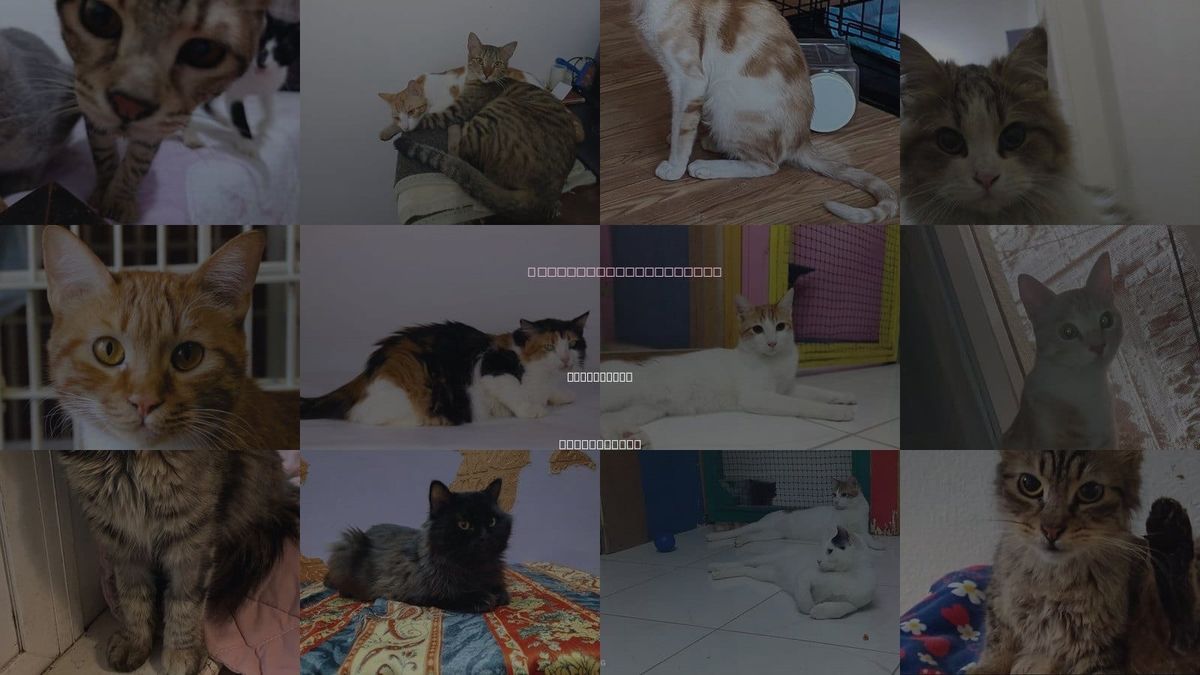 Cats for Adoption in Middletown, Connecticut