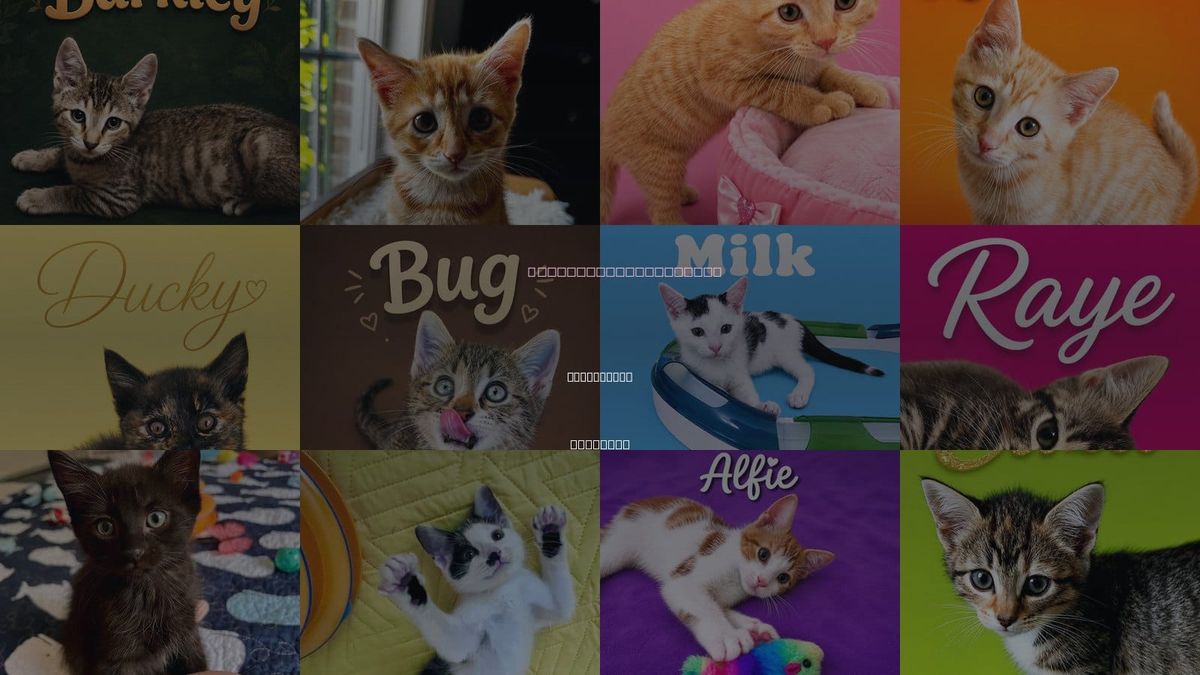 Cats for Adoption in Middletown, Delaware