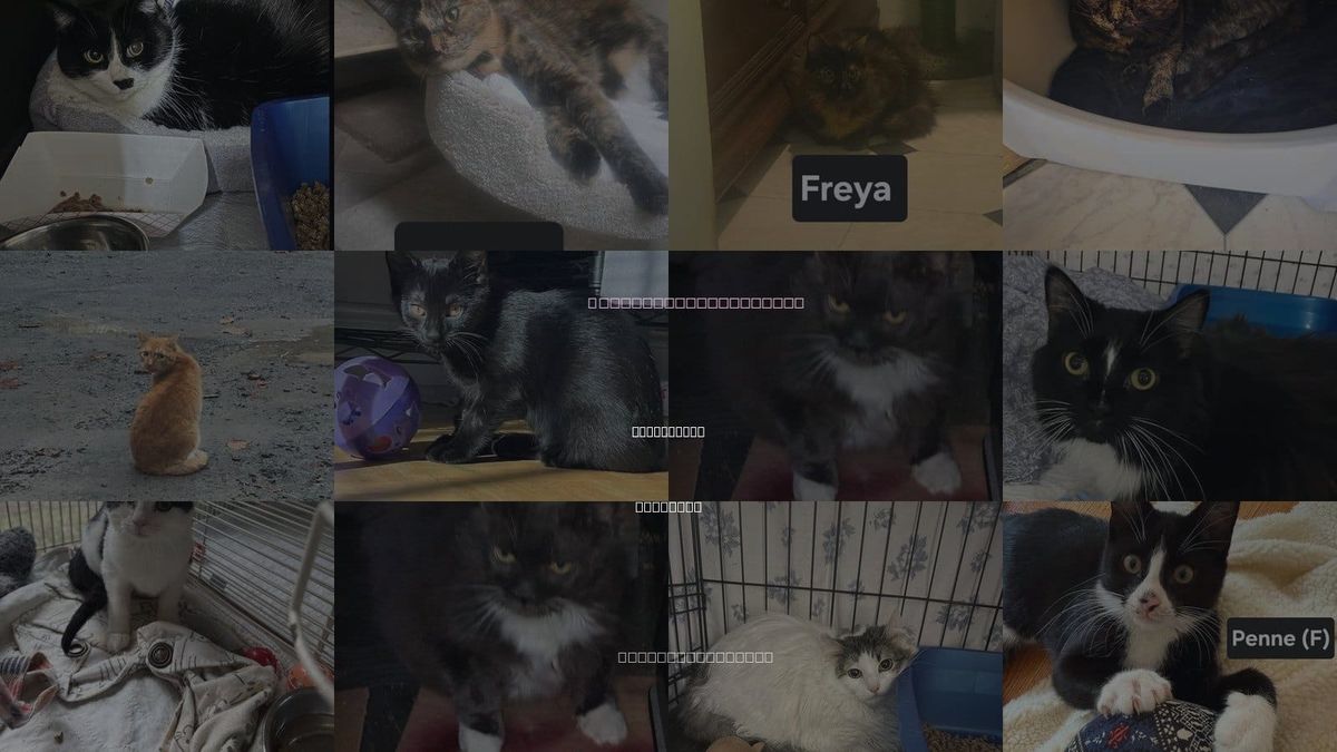 Cats for Adoption in Middletown, New York