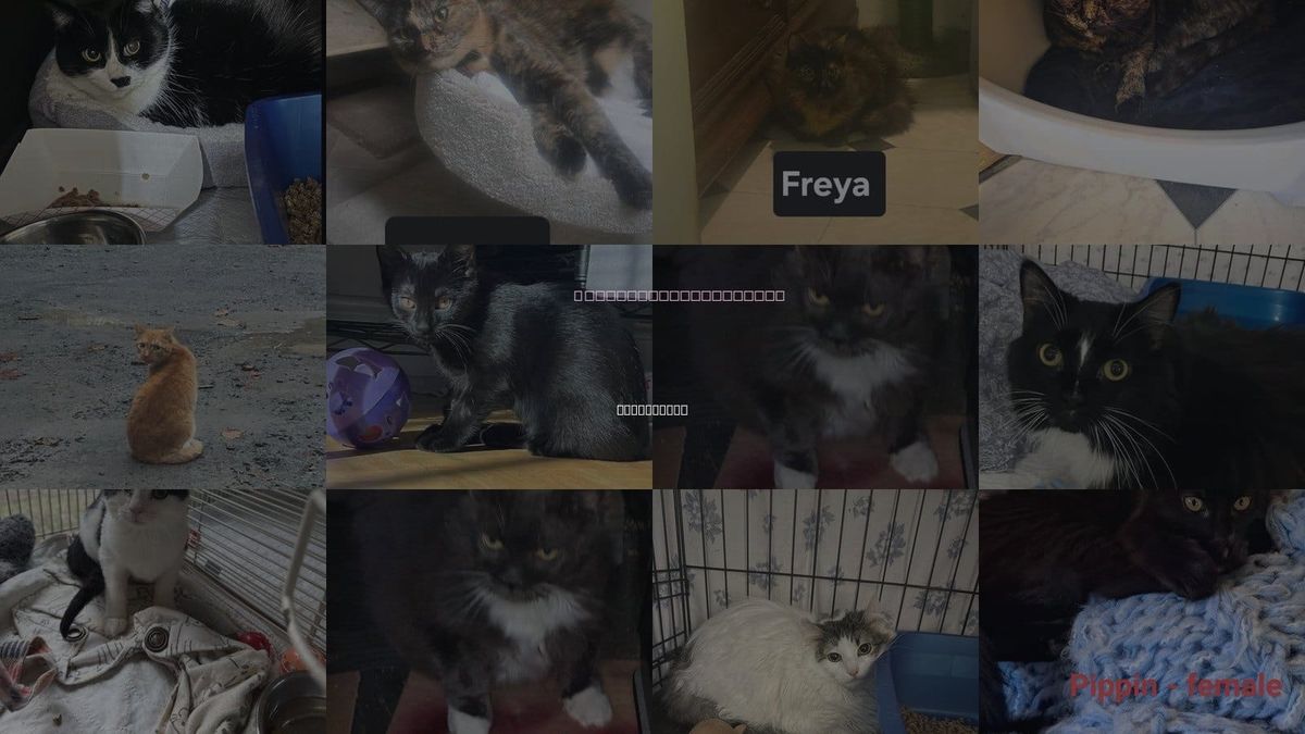 Cats for Adoption in Middletown, New York
