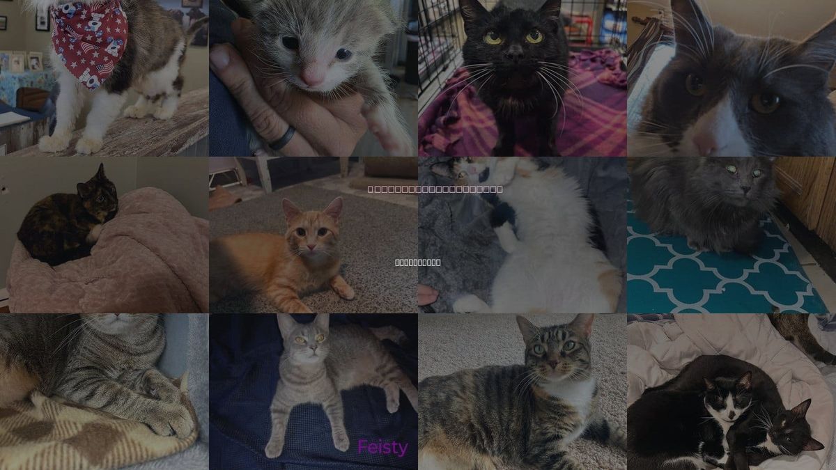 Cats for Adoption in Middletown, Ohio