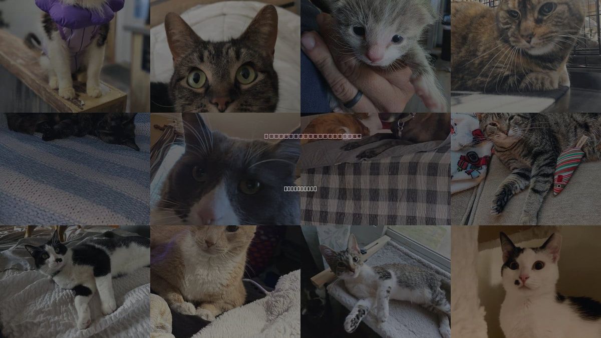 Cats for Adoption in Middletown, Ohio