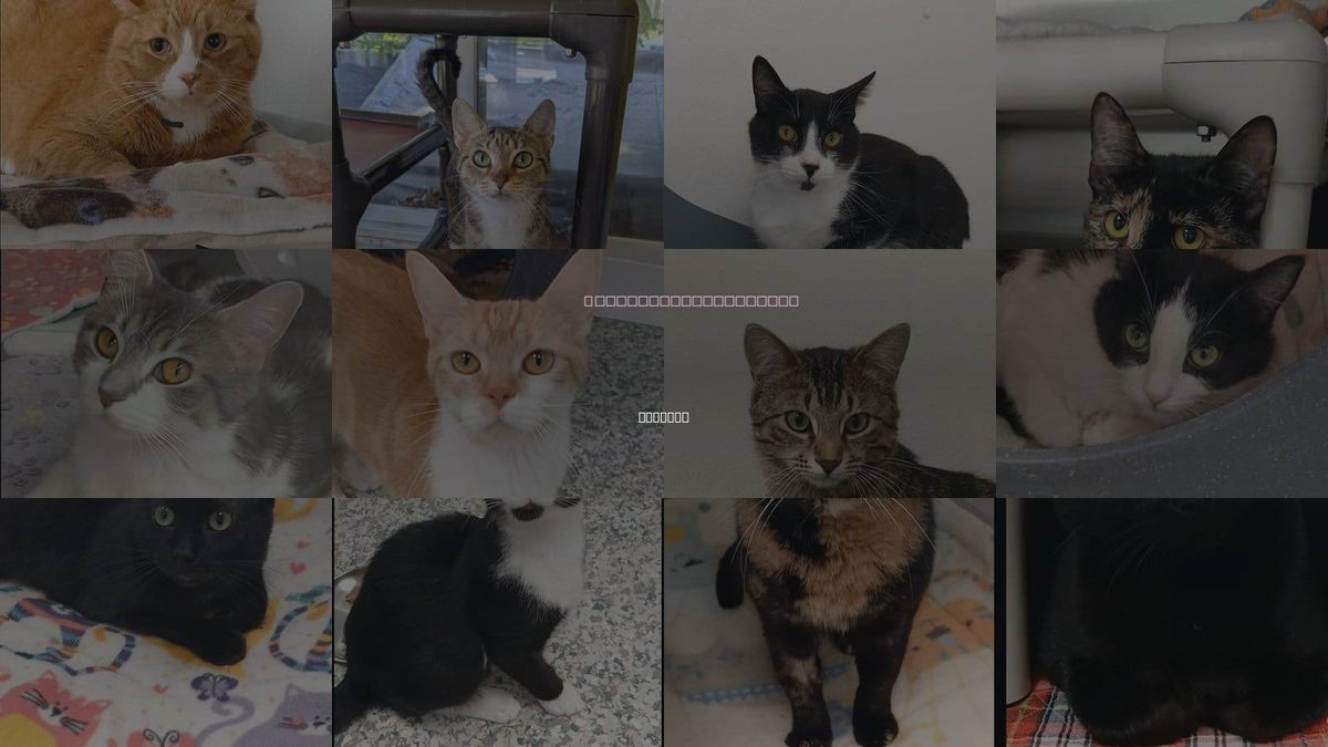 Cats for Adoption in Midland, Michigan