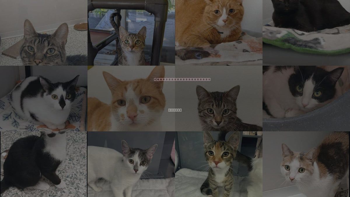 Cats for Adoption in Midland, Michigan