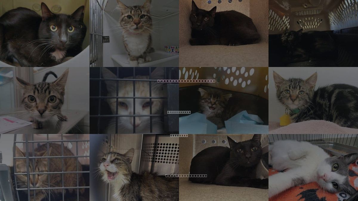 Cats for Adoption in Midwest City, Oklahoma