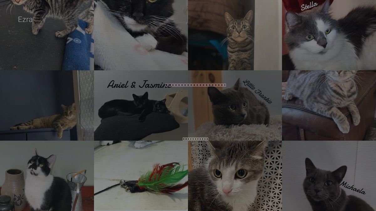 Cats for Adoption in Milford, Connecticut