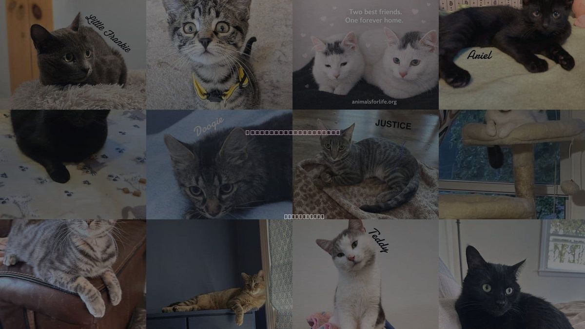Cats for Adoption in Milford, Connecticut