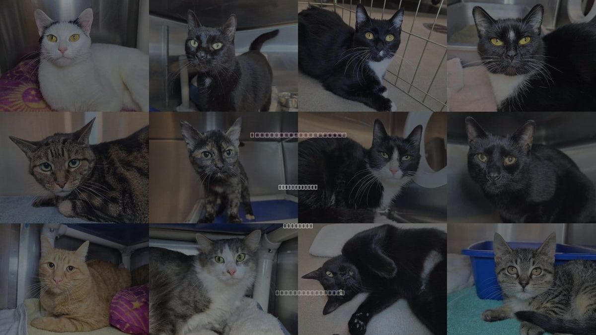 Cats for Adoption in Millersville, Maryland