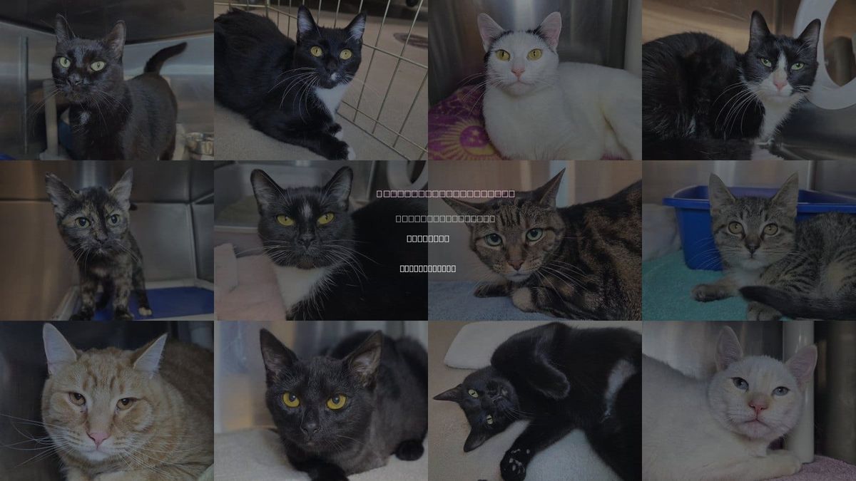 Cats for Adoption in Millersville, Maryland