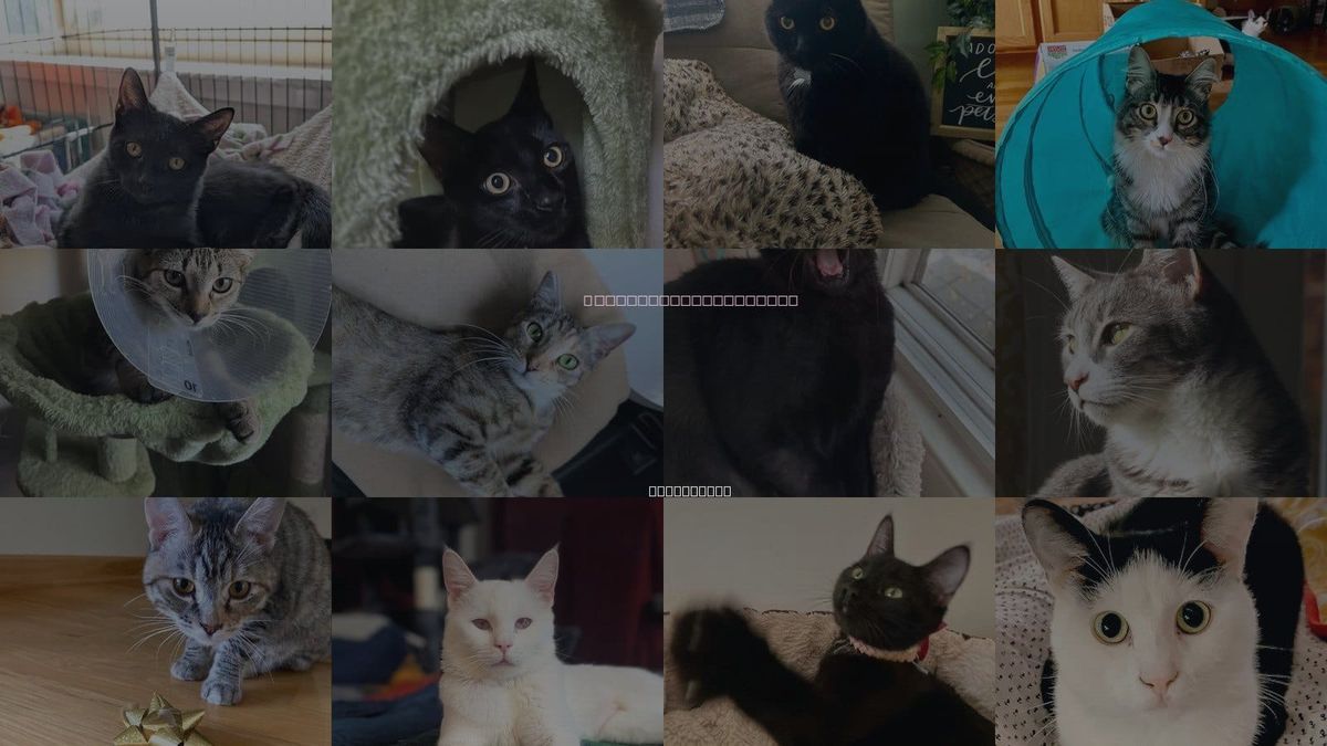 Cats for Adoption in Milpitas, California