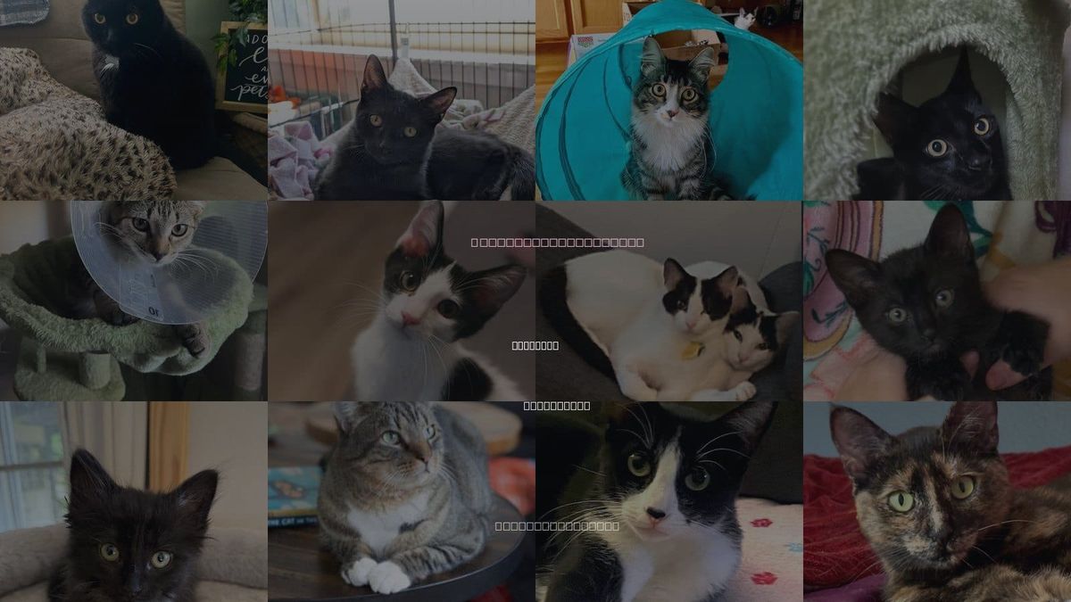 Cats for Adoption in Milpitas, California