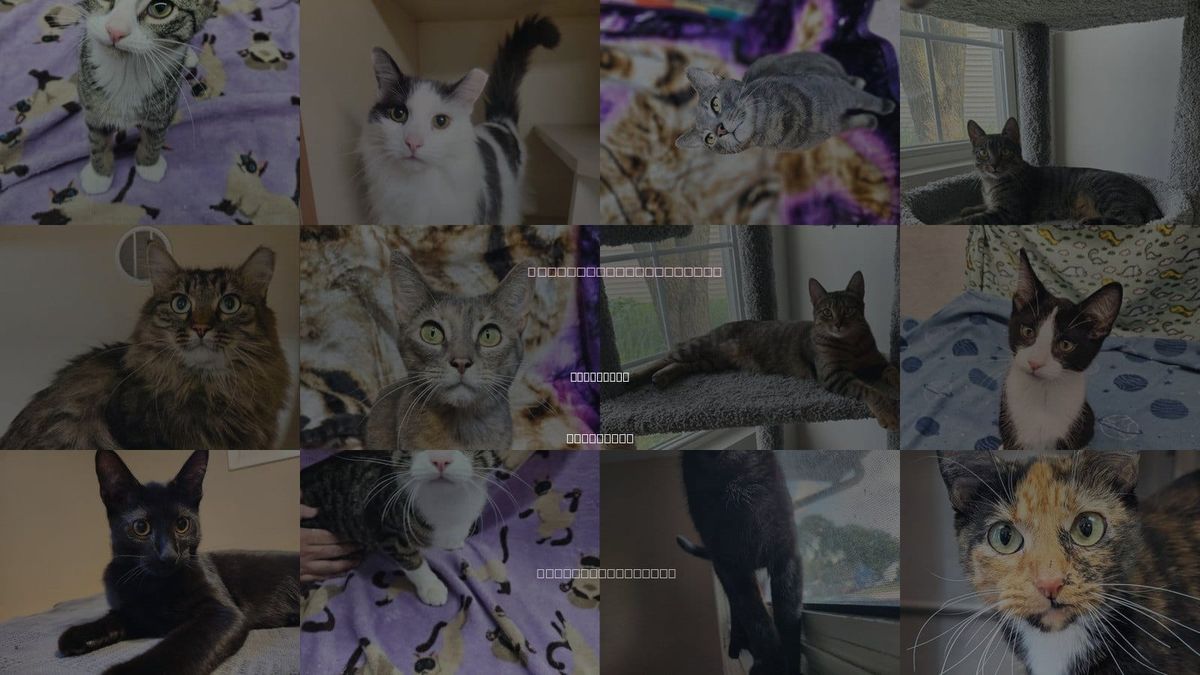 Cats for Adoption in Milwaukee, Wisconsin