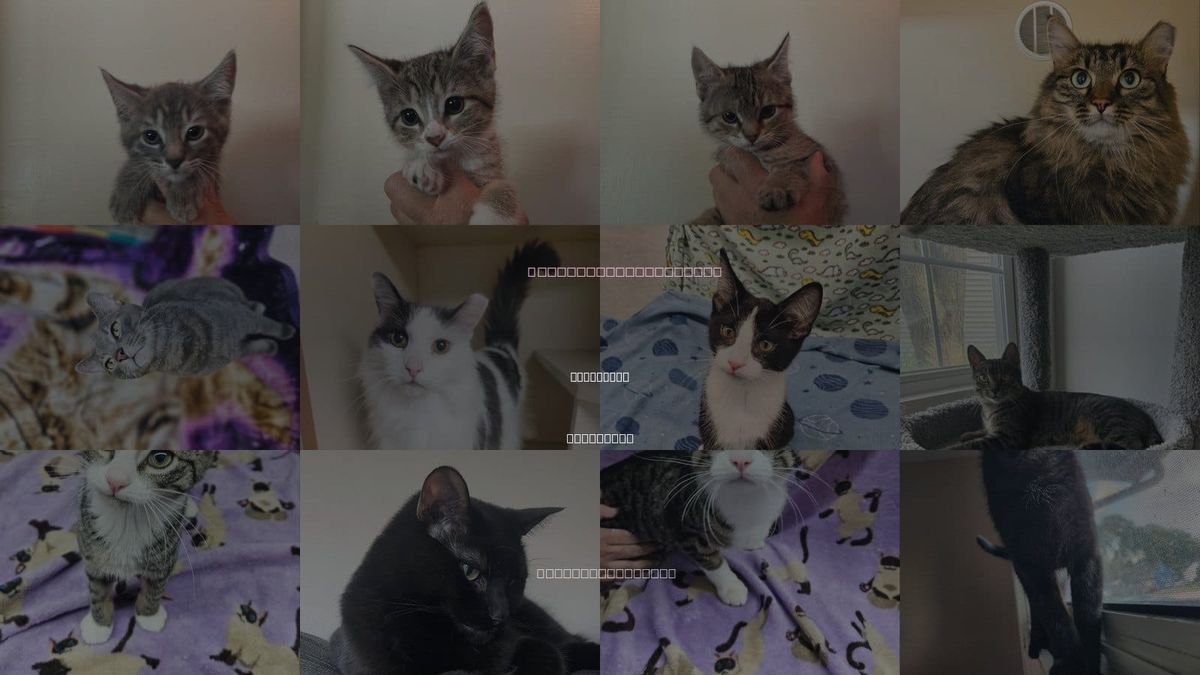 Cats for Adoption in Milwaukee, Wisconsin