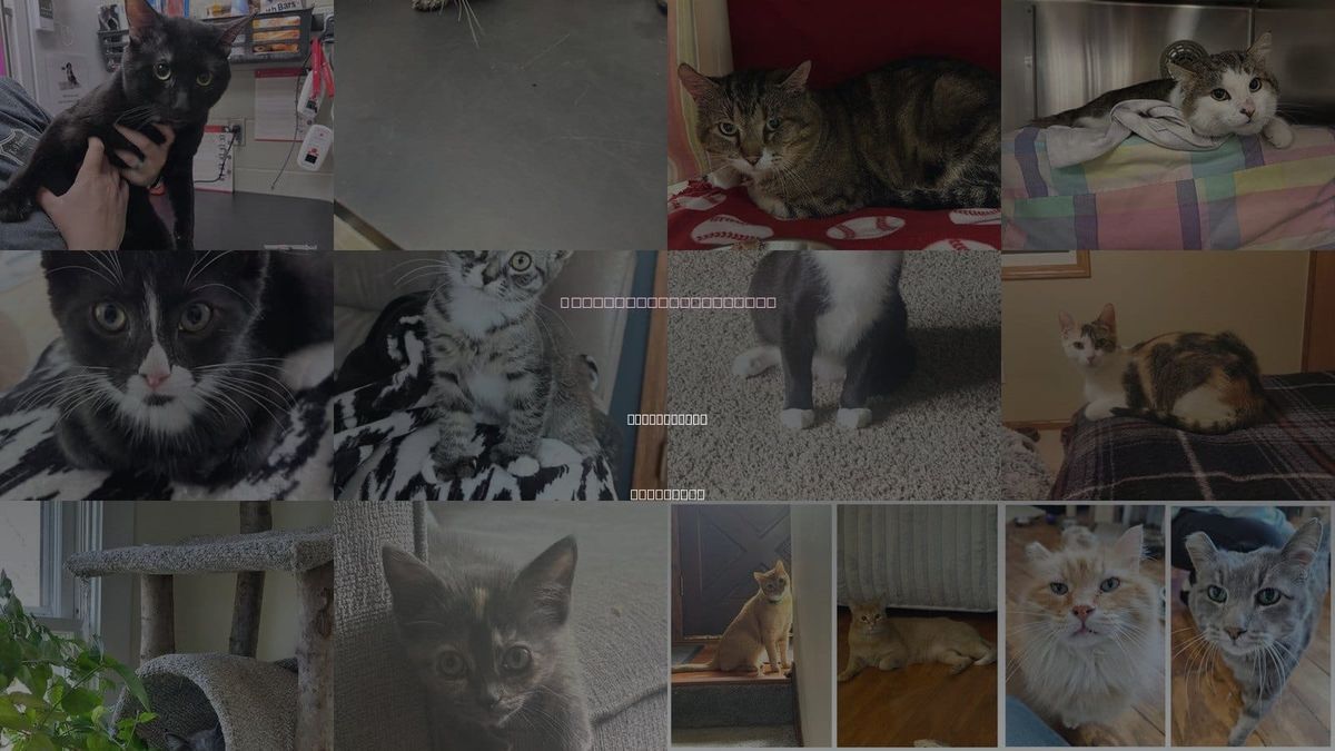 Cats for Adoption in Minneapolis, Minnesota