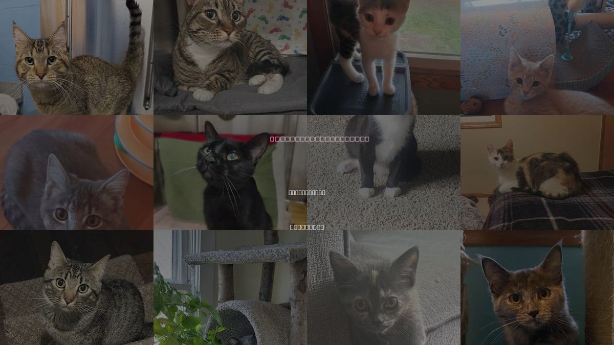 Cats for Adoption in Minneapolis, Minnesota