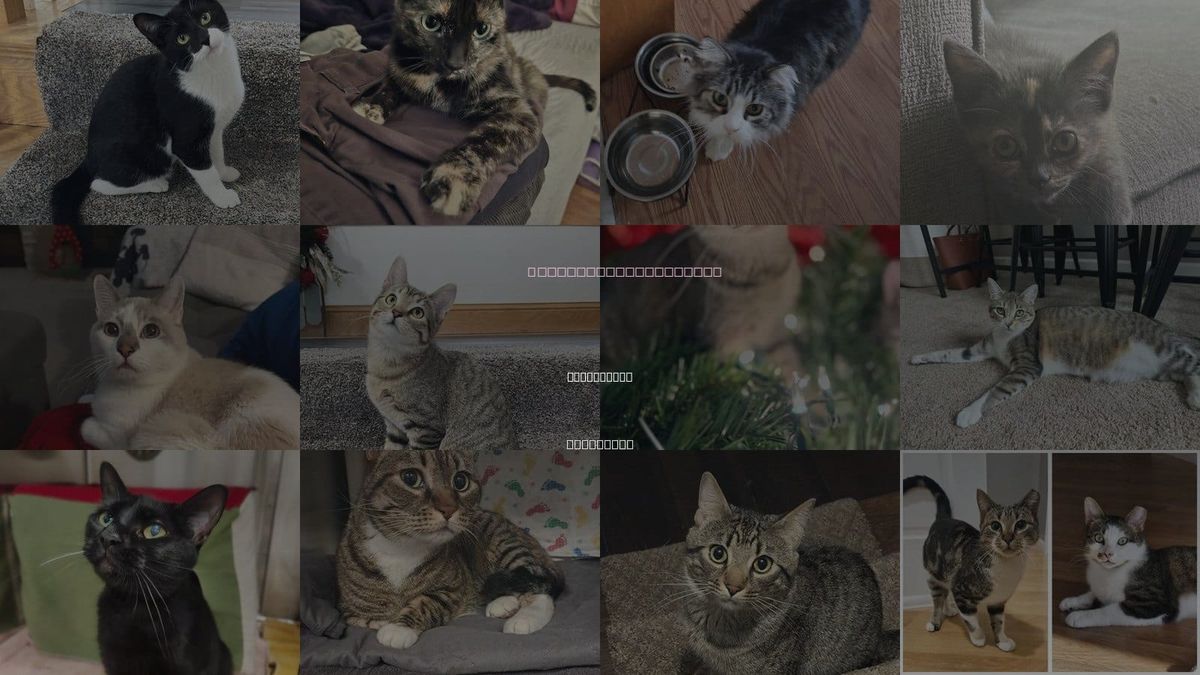 Cats for Adoption in Minnetonka, Minnesota