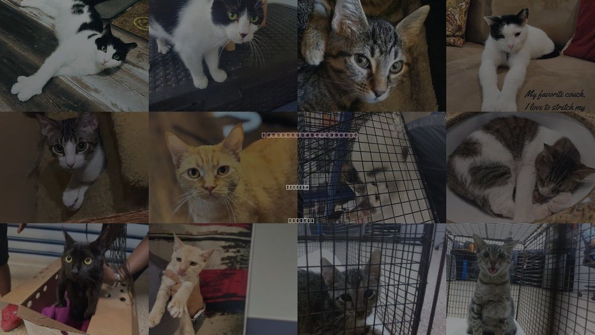 Cats for Adoption in Miramar, Florida