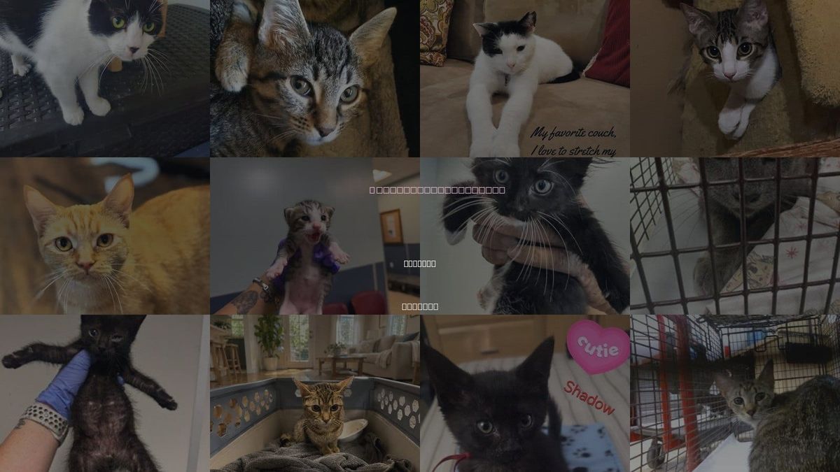 Cats for Adoption in Miramar, Florida