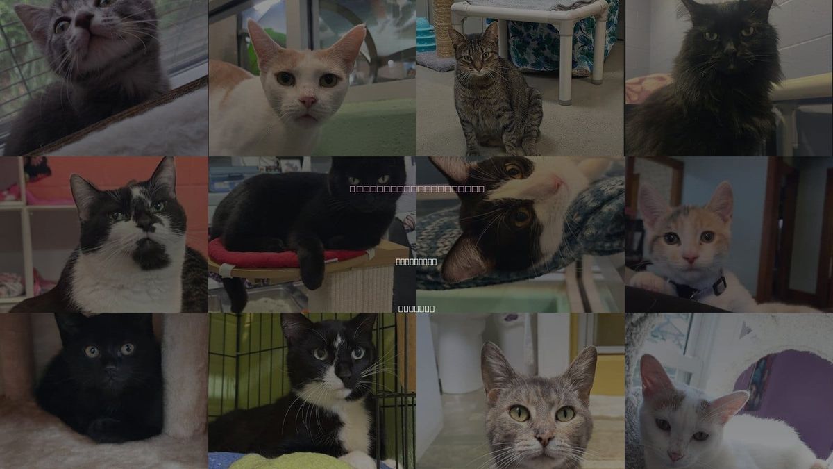 Cats for Adoption in Mishawaka, Indiana