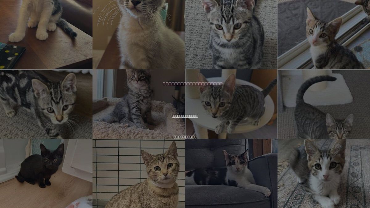 Cats for Adoption in Mission Viejo, California