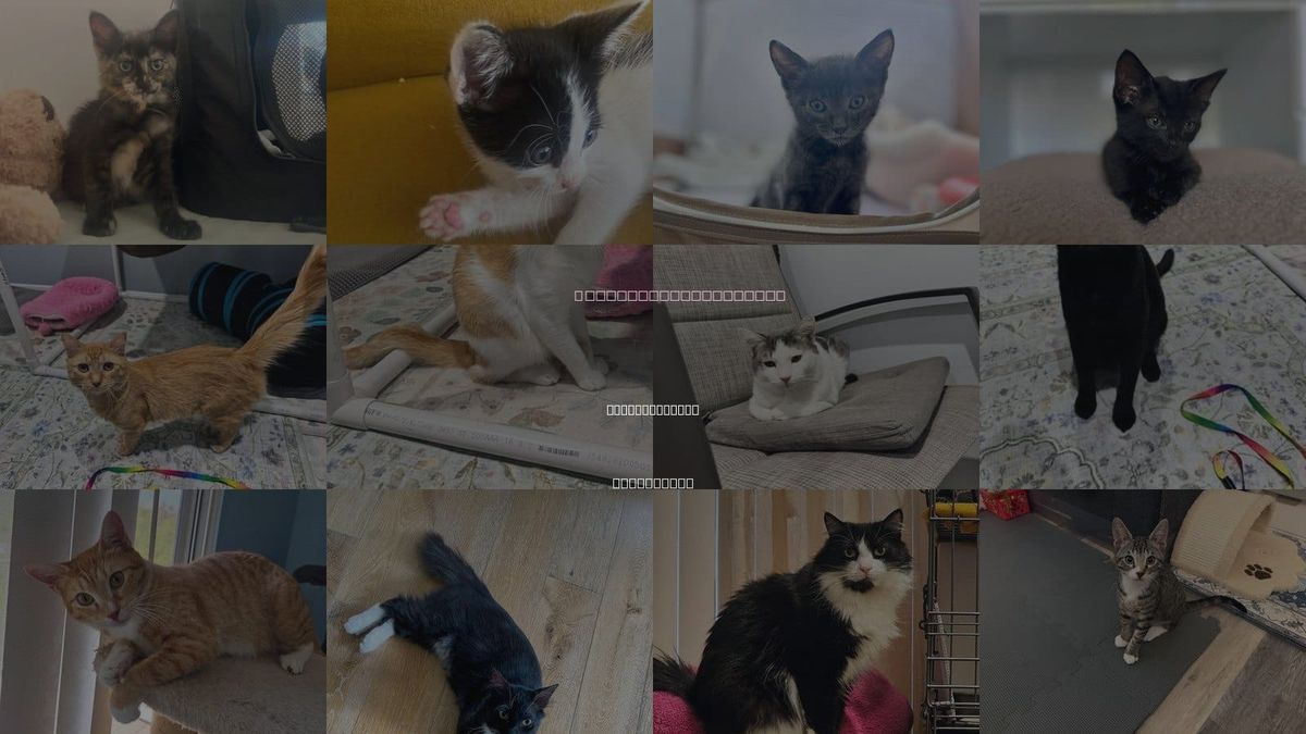 Cats for Adoption in Mission Viejo, California