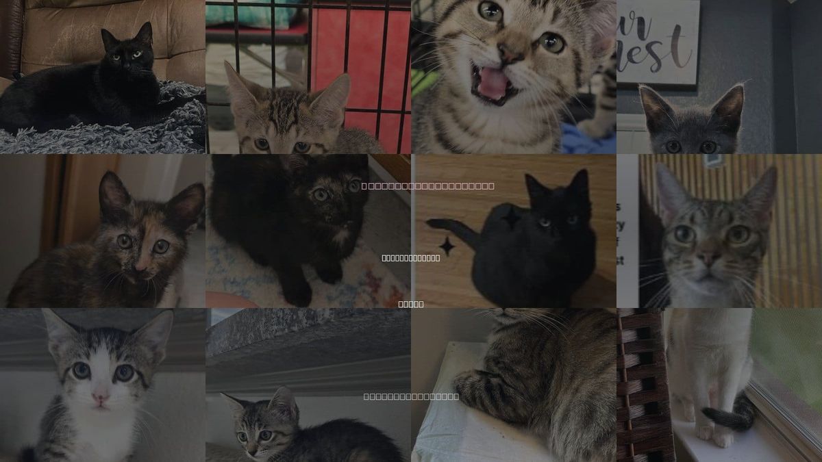 Cats for Adoption in Missouri City, Texas