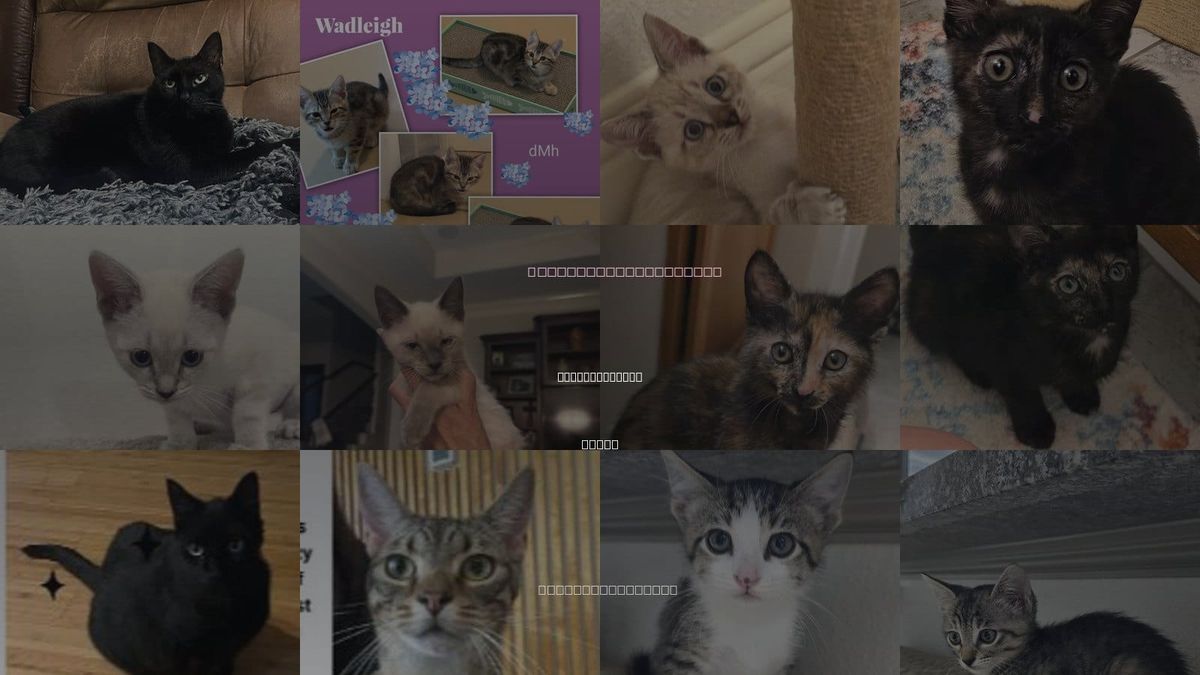Cats for Adoption in Missouri City, Texas