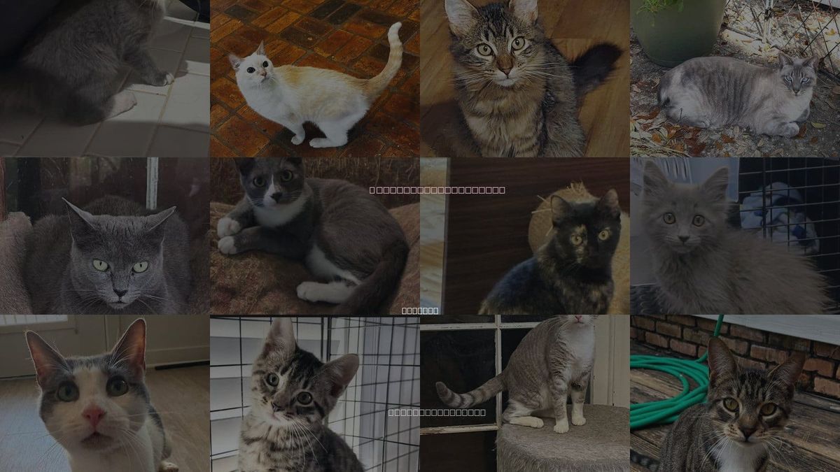 Cats for Adoption in Mobile, Alabama