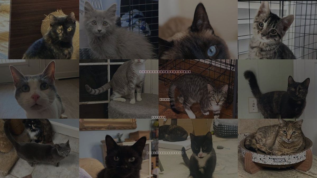 Cats for Adoption in Mobile, Alabama