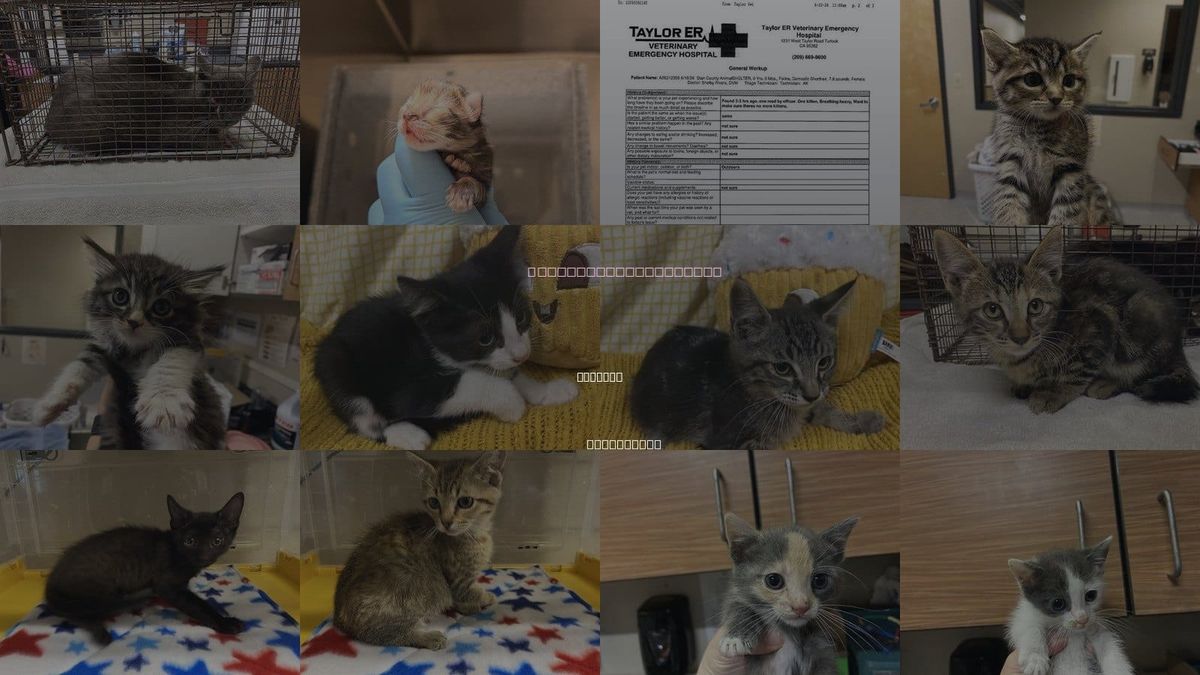 Cats for Adoption in Modesto, California