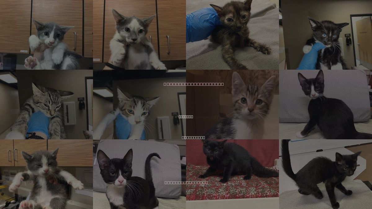 Cats for Adoption in Modesto, California